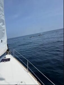 AVISTAN BALLENAS FRENTE A LIMA: ESTAS SON LAS RAZONES , SEGÚN IMARPE