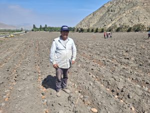 DÍA INTERNACIONAL DE LA PAPA: EL CULTIVO QUE LATE EN EL CORAZÓN DEL PERÚ Y HOY IMPULSA MÁS DE S/ 8,700 MILLONES EN VALOR